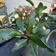 Buy Helleborus JWLS Diamonfire at Cedar Nursery, Surrey