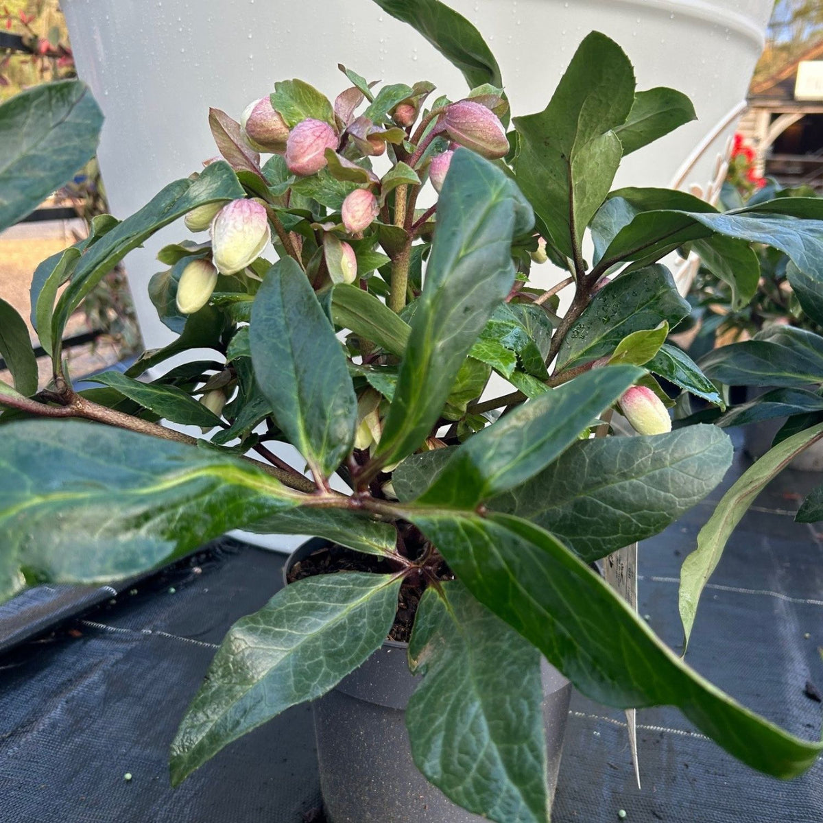 Buy Helleborus JWLS Diamonfire at Cedar Nursery, Surrey