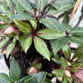 Buy Helleborus JWLS Guess online from Cedar Nursery, Surrey