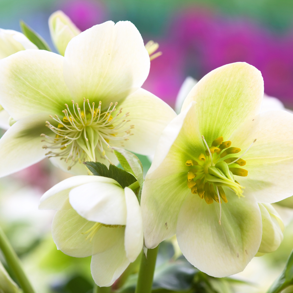 Helleborus (Rodney Davey Marbled Group) Molly's White ='Epbrd01' from Cedar Nursery, Cobham