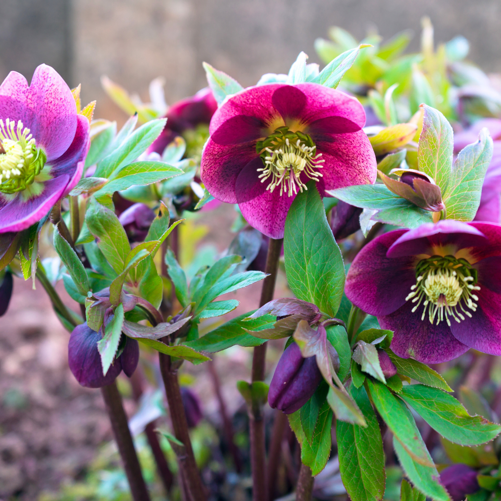 Helleborus (Rodney Davey Marbled Group) Pippa's Purple ='Rd09' from Cedar Nursery, Cobham