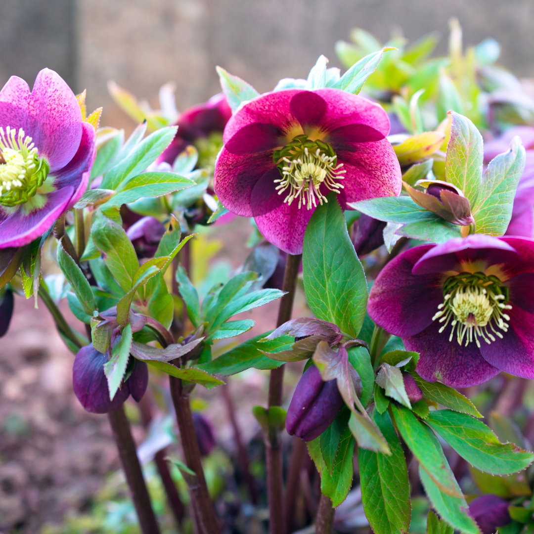 Helleborus (Rodney Davey Marbled Group) Pippa's Purple ='Rd09' from Cedar Nursery, Cobham