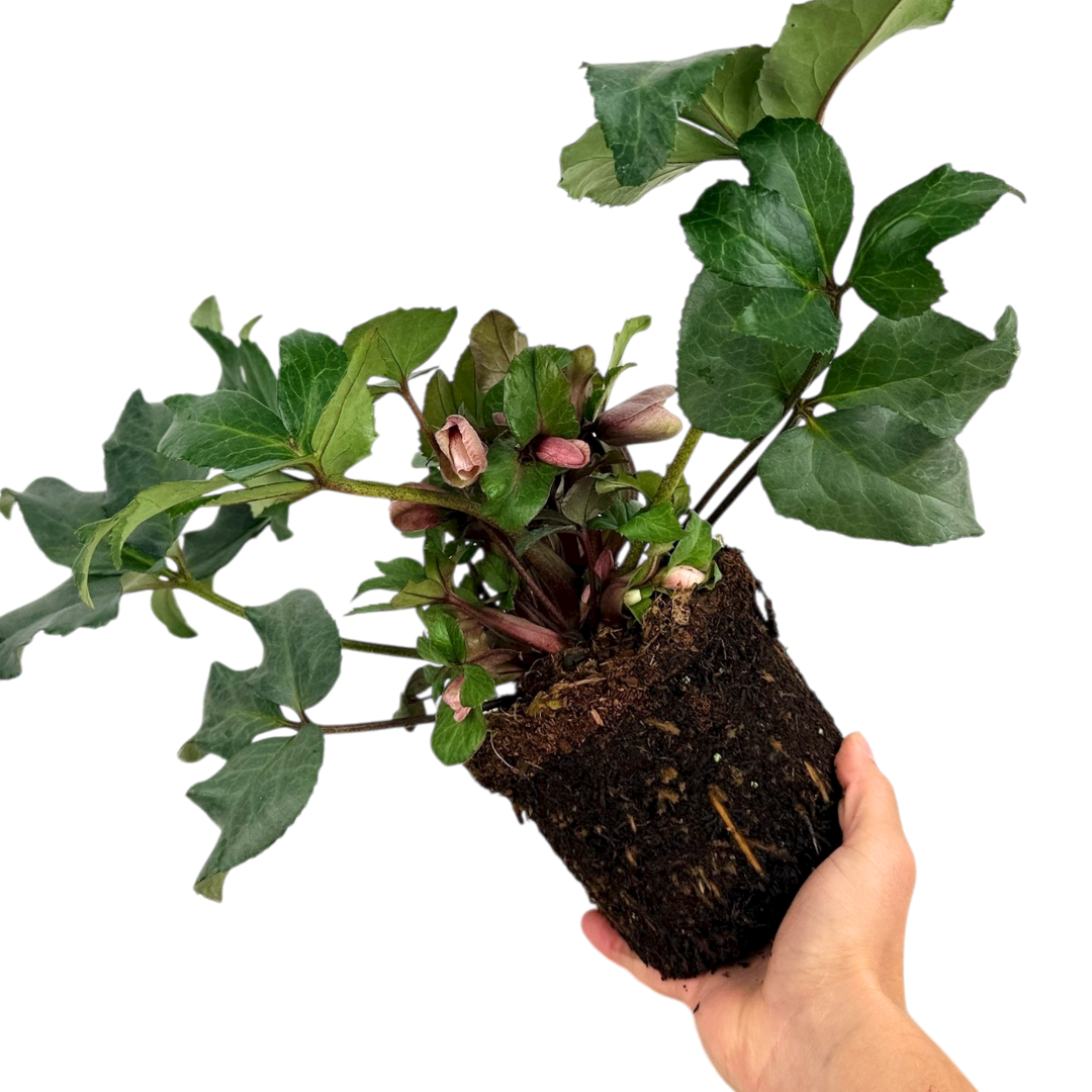 Helleborus x ericsmithii 'Pirouette'