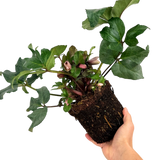 Helleborus x ericsmithii 'Pirouette'