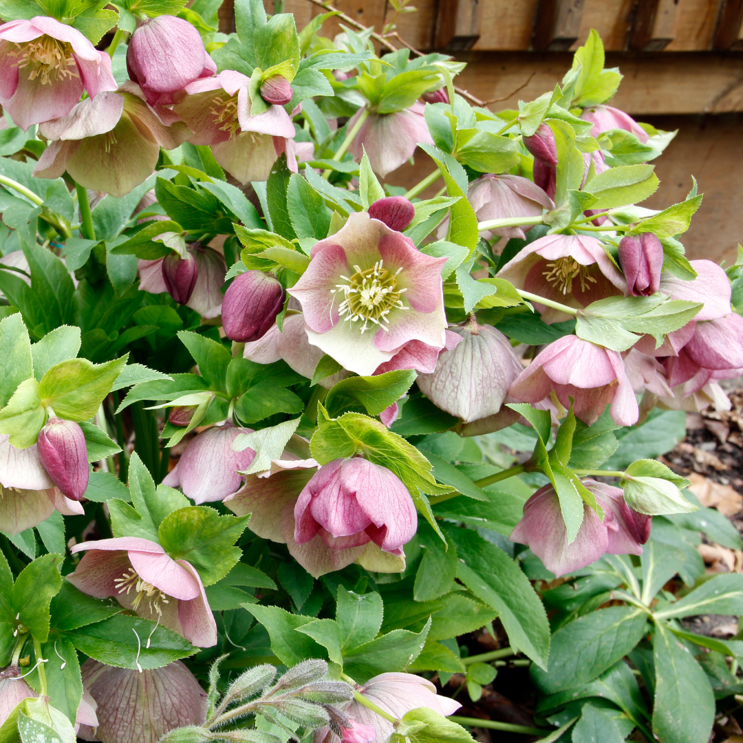 Helleborus x ericsmithii 'Pirouette' from Cedar Nursery, Cobham