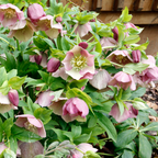 Helleborus x ericsmithii 'Pirouette' from Cedar Nursery, Cobham