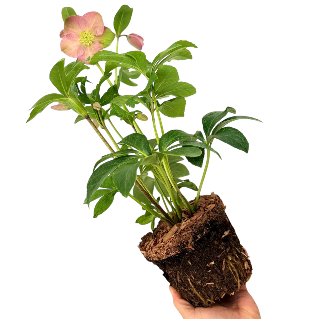 Helleborus Walberton's Rosemary ='Walhero' from Cedar Nursery, Cobham