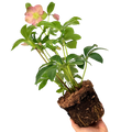 Helleborus Walberton's Rosemary ='Walhero' from Cedar Nursery, Cobham