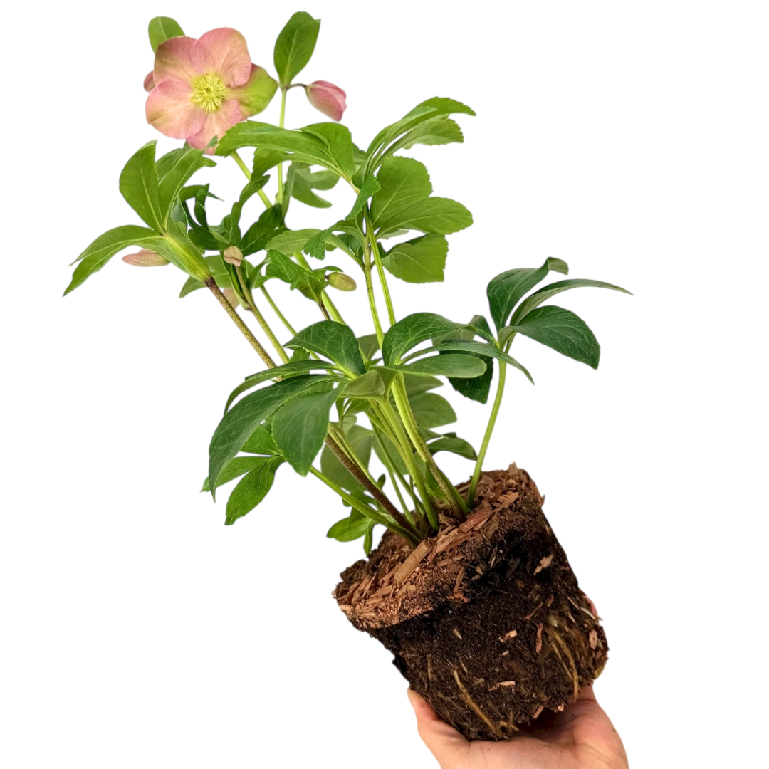 Helleborus Walberton's Rosemary ='Walhero'