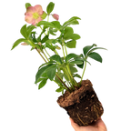 Helleborus Walberton's Rosemary ='Walhero' from Cedar Nursery, Cobham