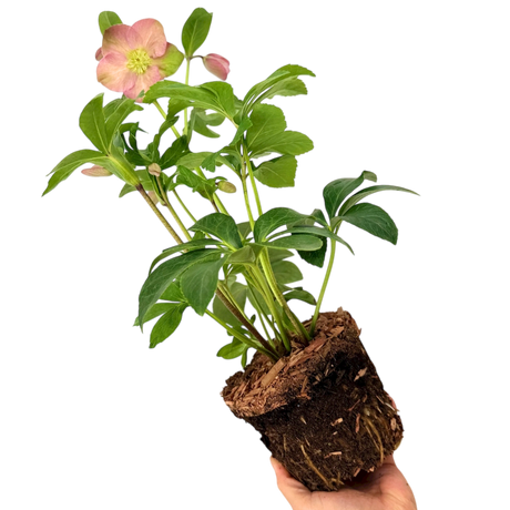 Helleborus Walberton's Rosemary ='Walhero' from Cedar Nursery, Cobham