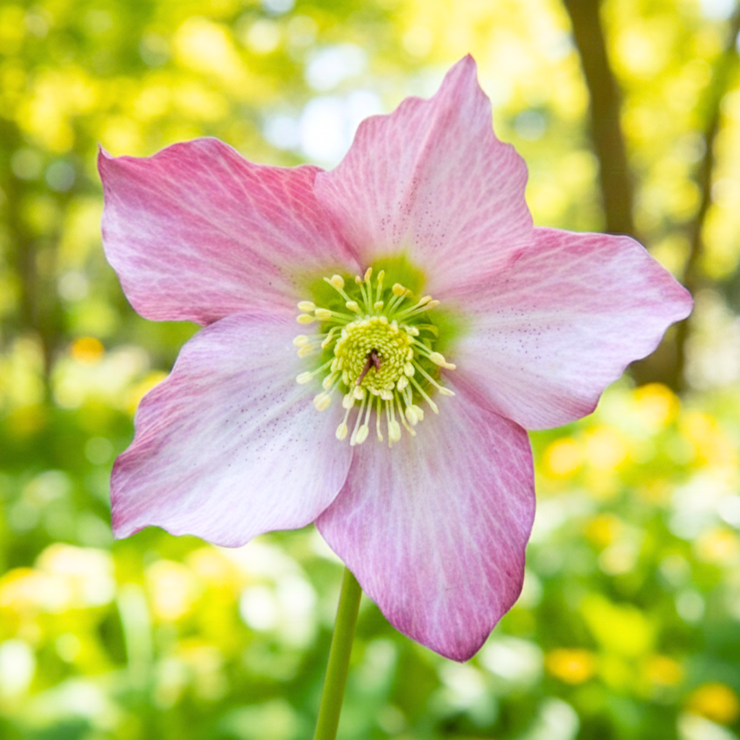 Helleborus Walberton's Rosemary ='Walhero' from Cedar Nursery, Cobham