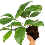 Helleborus 'Star of Passion'