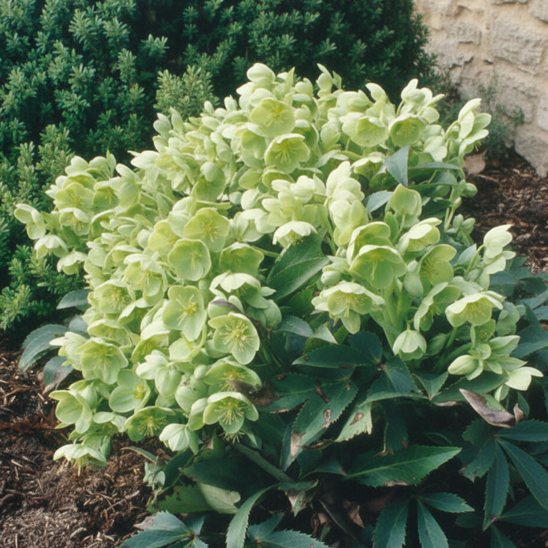 Helleborus argutifolius 2L at Cedar Nursery Surrey