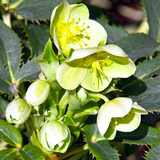 Helleborus argutifolius 2L at Cedar Nursery Surrey