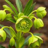Helleborus foetidus 2L at Cedar Nursery Surrey