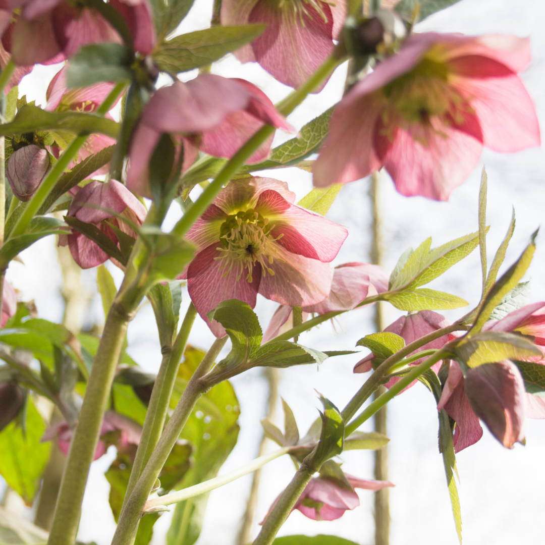 Helleborus orientalis Pink Beauty 2L at Cedar Nursery Surrey