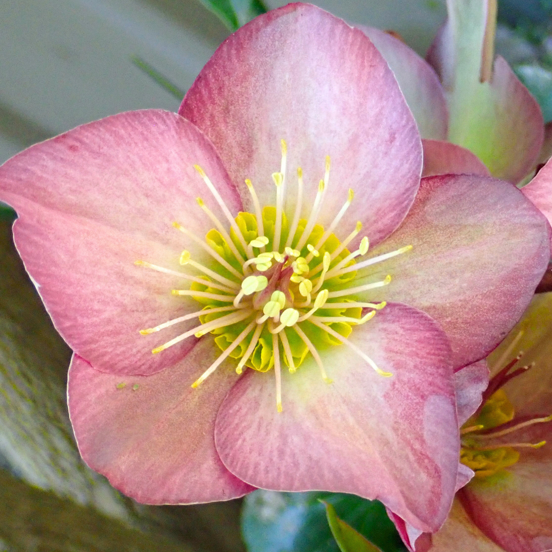 Helleborus orientalis Pink Beauty 2L at Cedar Nursery Surrey