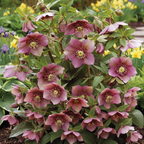 Helleborus x hybridus Tutu 2L at Cedar Nursery Surrey