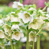 Helleborus x hybridus Winter Moonbeam 2L at Cedar Nursery Surrey