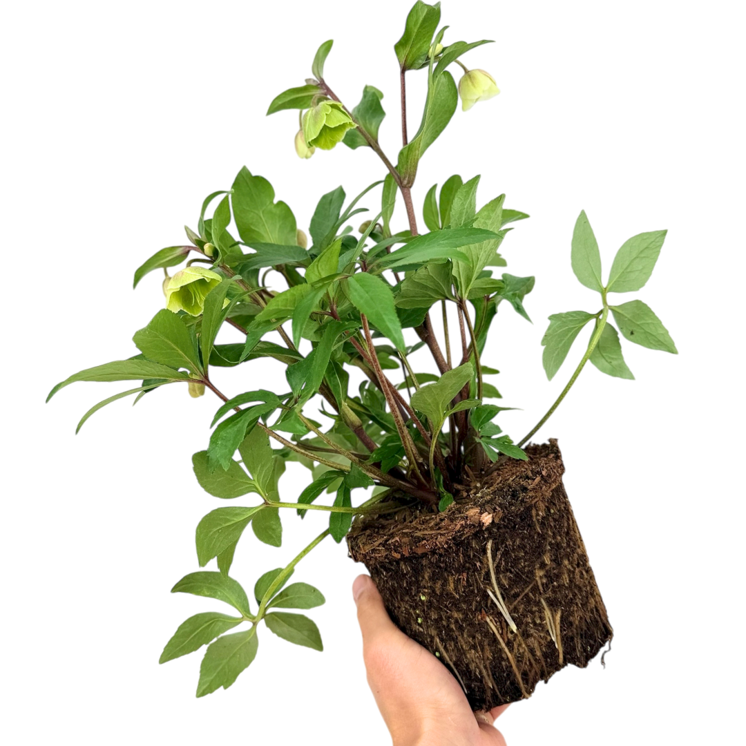 Helleborus x hybridus Winter Moonbeam 2L at Cedar Nursery Surrey