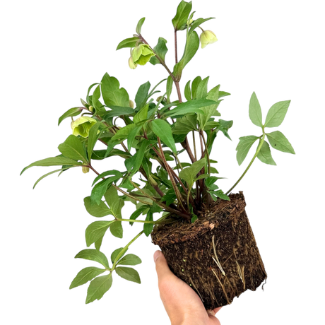Helleborus x hybridus Winter Moonbeam 2L at Cedar Nursery Surrey