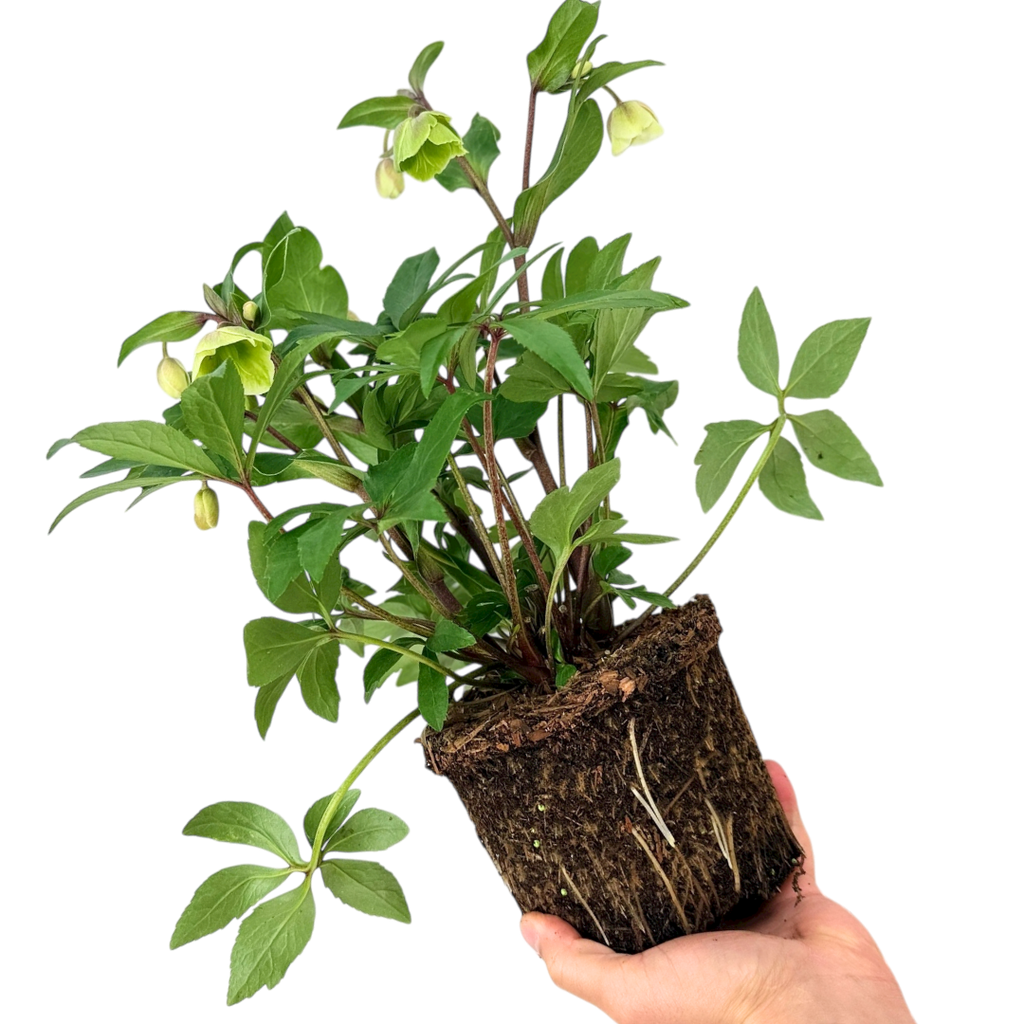 Helleborus x hybridus Winter Sunshine 2L at Cedar Nursery Surrey