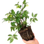 Helleborus x hybridus Winter Sunshine 2L at Cedar Nursery Surrey