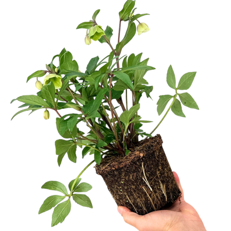 Helleborus x hybridus Winter Sunshine 2L at Cedar Nursery Surrey