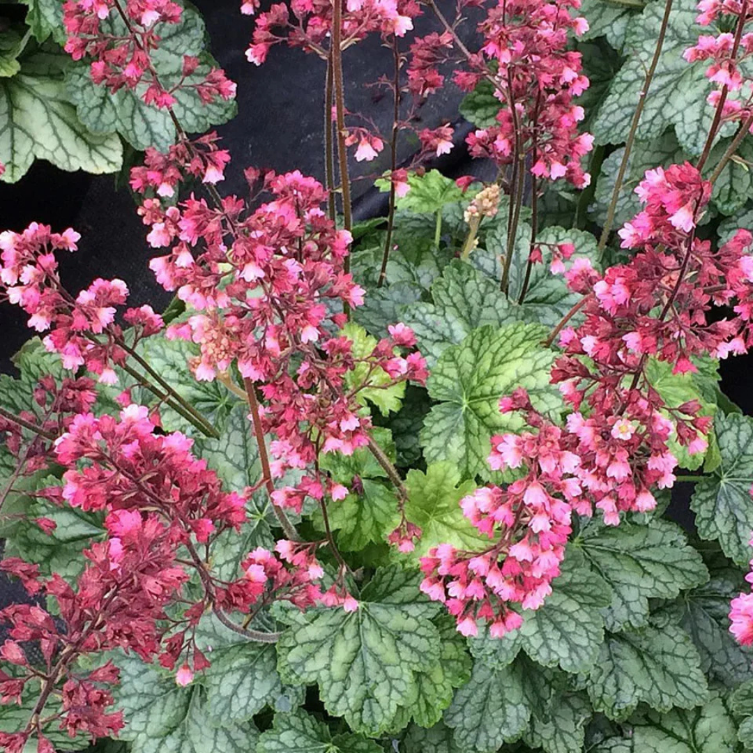 Heuchera Berry Timeless from Cedar Nursery, Cobham