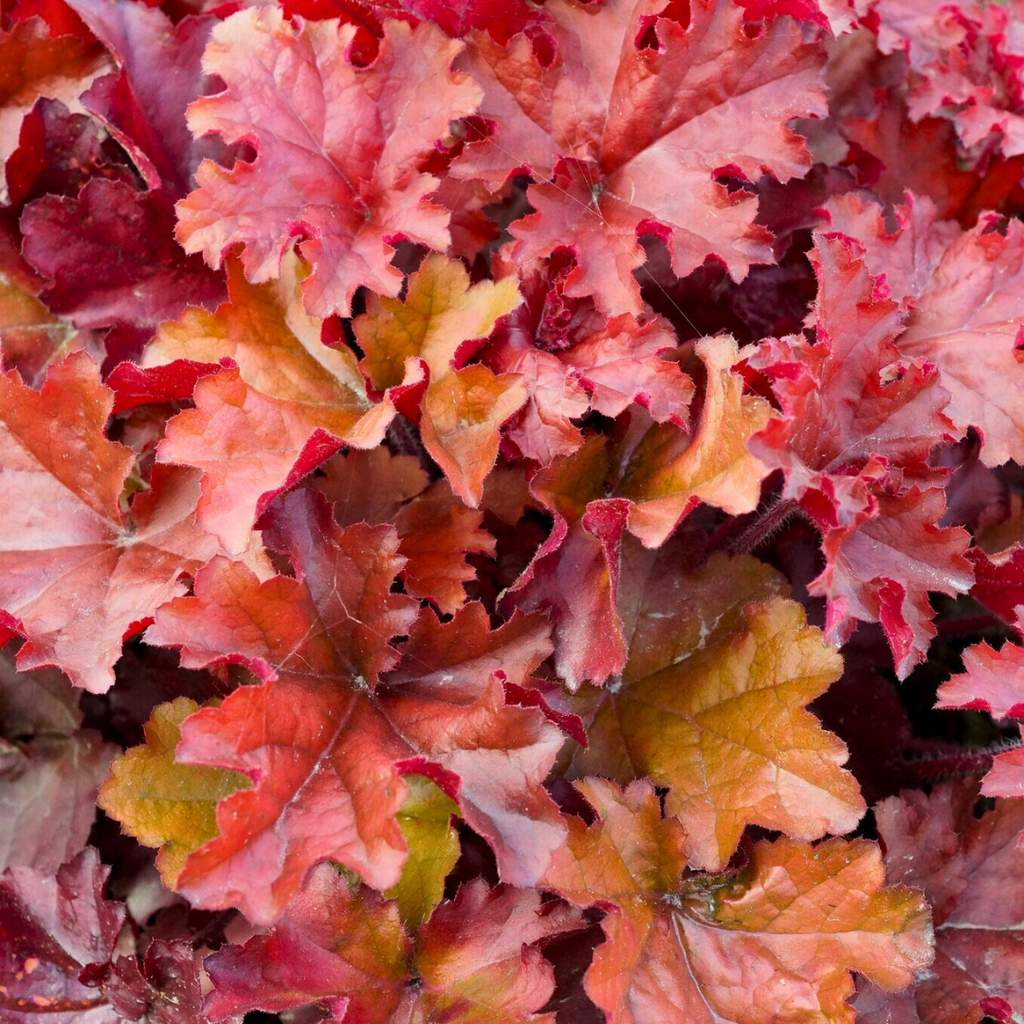 Heuchera 'Boysenberry' (Indian Summer Series) from Cedar Nursery, Cobham