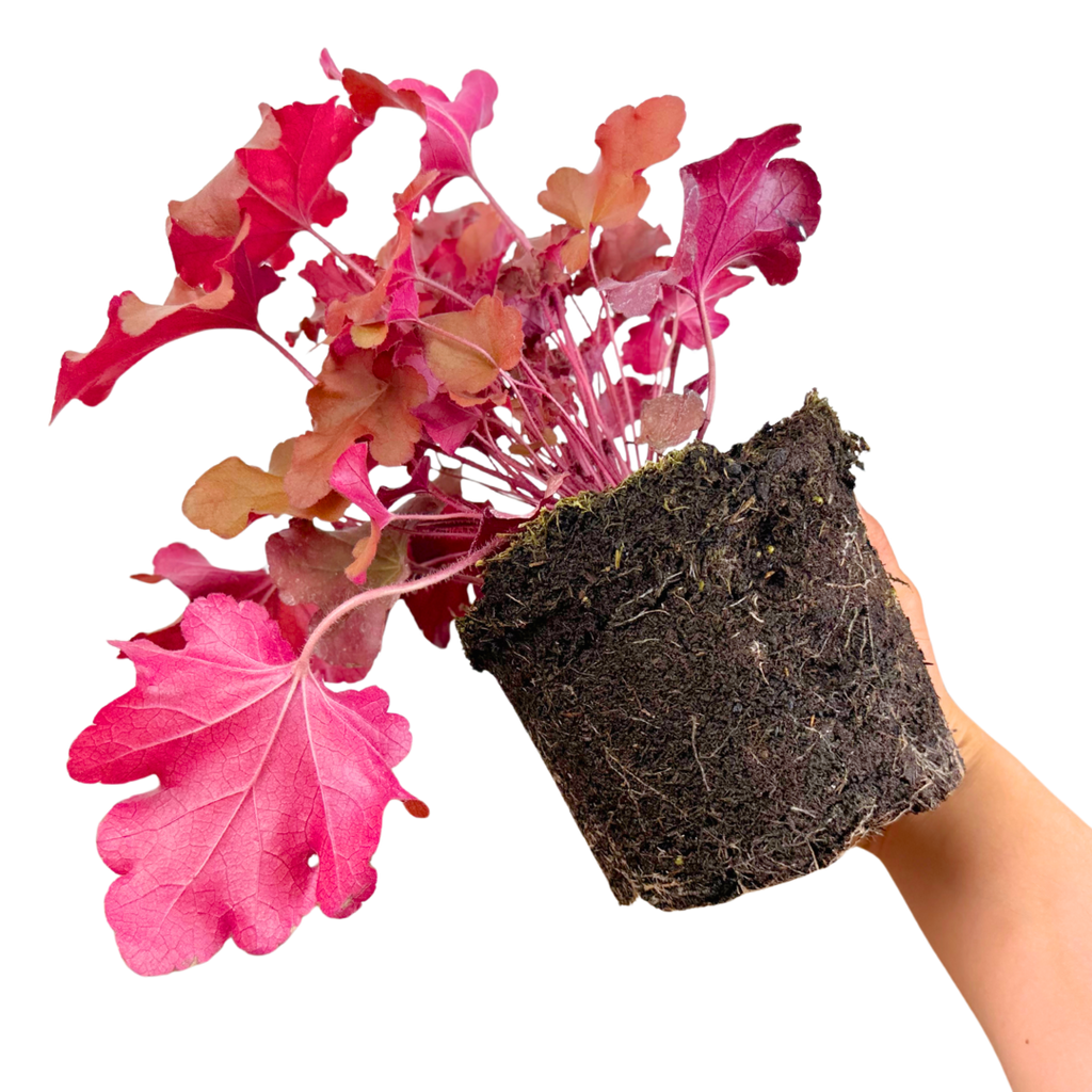 Heuchera 'Boysenberry' (Indian Summer Series) from Cedar Nursery, Cobham