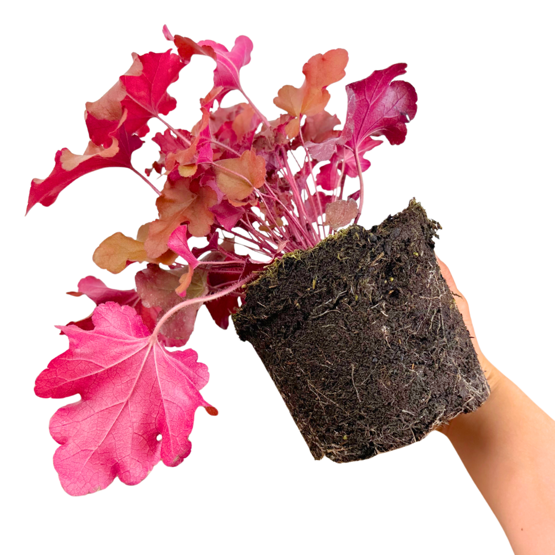 Heuchera 'Boysenberry' (Indian Summer Series) from Cedar Nursery, Cobham