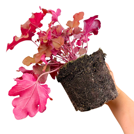 Heuchera 'Boysenberry' (Indian Summer Series) from Cedar Nursery, Cobham