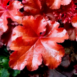 Heuchera 'Boysenberry' (Indian Summer Series) from Cedar Nursery, Cobham