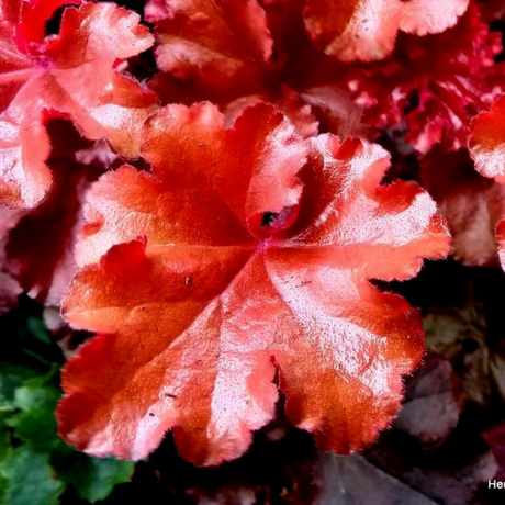 Heuchera 'Boysenberry' (Indian Summer Series) from Cedar Nursery, Cobham