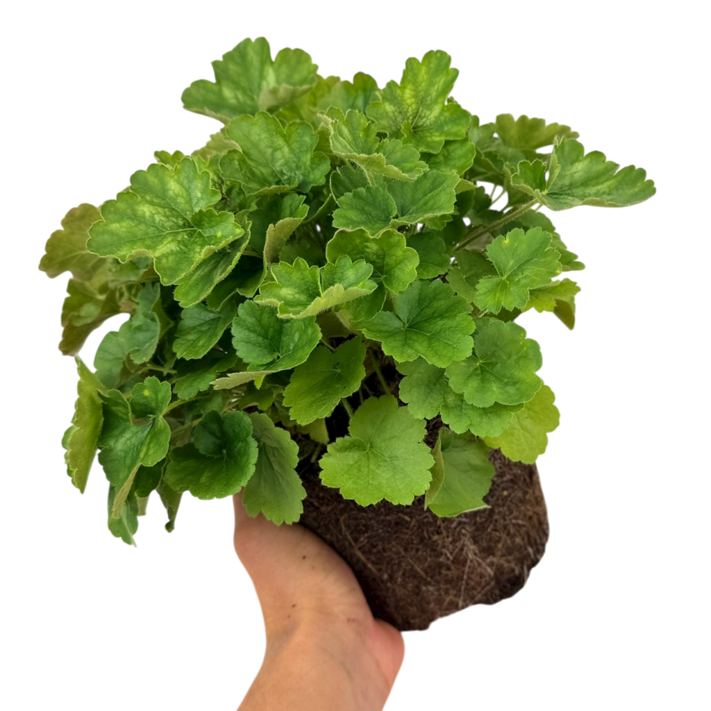 Heuchera sanguinea 'Coral Forest' from Cedar Nursery, Cobham