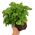 Heuchera sanguinea 'Coral Forest' from Cedar Nursery, Cobham