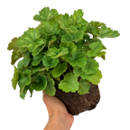 Heuchera sanguinea 'Coral Forest' from Cedar Nursery, Cobham