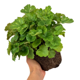 Heuchera sanguinea 'Coral Forest' from Cedar Nursery, Cobham