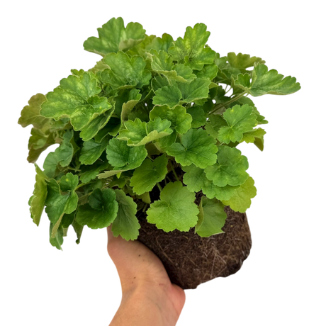 Heuchera sanguinea 'Coral Forest' from Cedar Nursery, Cobham