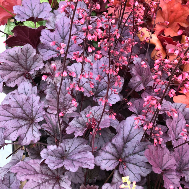 Heuchera 'Grape Timeless' from Cedar Nursery, Cobham