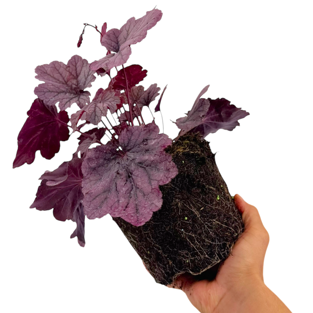 Heuchera 'Grape Timeless' from Cedar Nursery, Cobham