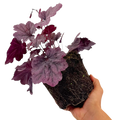Heuchera 'Grape Timeless' from Cedar Nursery, Cobham