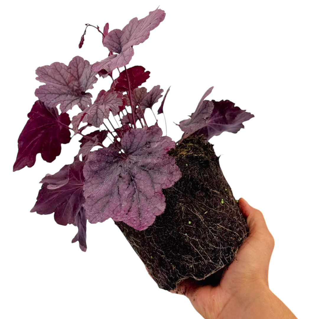 Heuchera 'Grape Timeless' from Cedar Nursery, Cobham