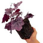 Heuchera 'Grape Timeless' from Cedar Nursery, Cobham
