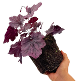 Heuchera 'Grape Timeless' from Cedar Nursery, Cobham