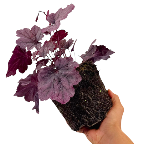 Heuchera 'Grape Timeless' from Cedar Nursery, Cobham