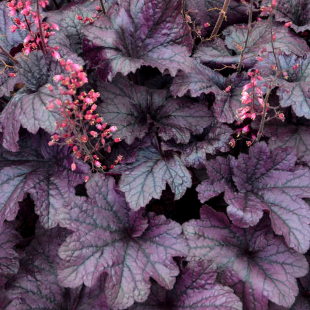 Heuchera 'Grape Timeless' from Cedar Nursery, Cobham