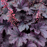 Heuchera 'Grape Timeless' from Cedar Nursery, Cobham